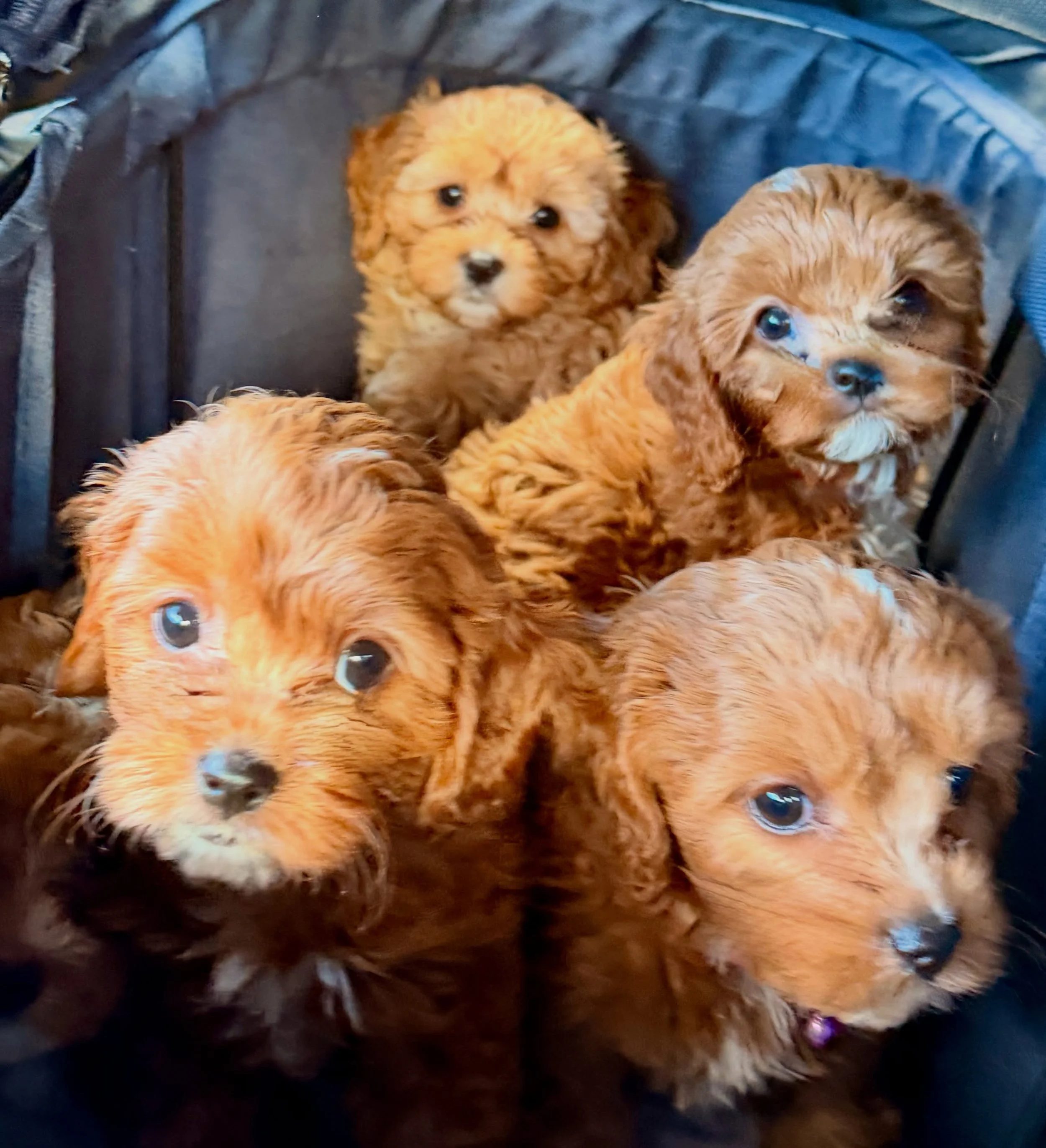 Vet checkup day!! Dolly and Jolene, Pearl, Open and Carmine get their first set of vaccines and a thorough checkup from Dr Evelyn Tom at Singing Hills Animal Hospital in El Cajon. We go a step farther than other breeders by sending out a fecal sample