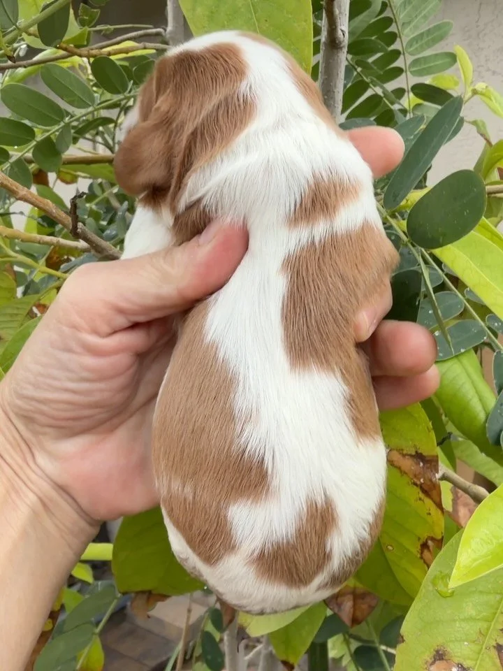 Pekoe. Baby boy cavalier king charles spaniel. Not yet spoken for. #cavalierkingcharlesspanielsofinstagram #cavalier #cavaliercommunity #cavalierpuppylove
