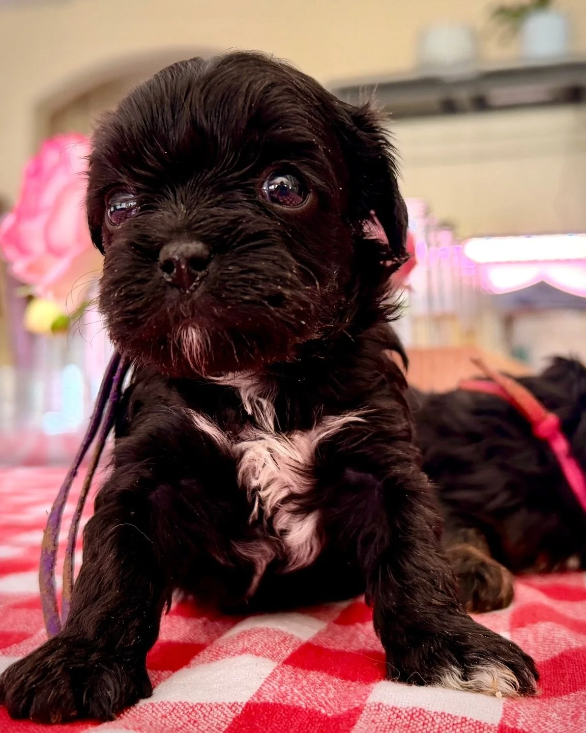 Throwback to when we made black cavamix puppies 💔💔🖤