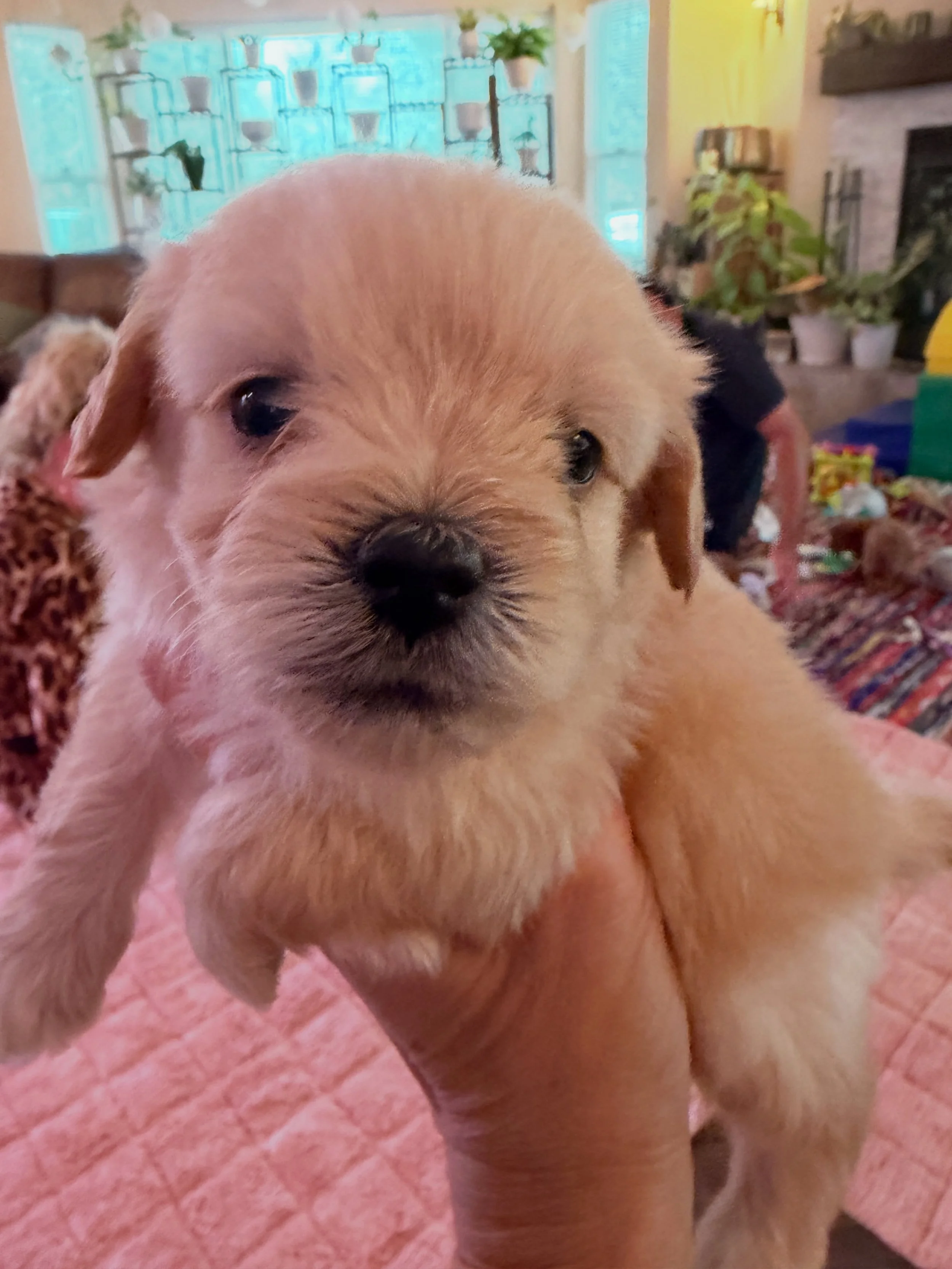 Thimble, sweet sweet boy