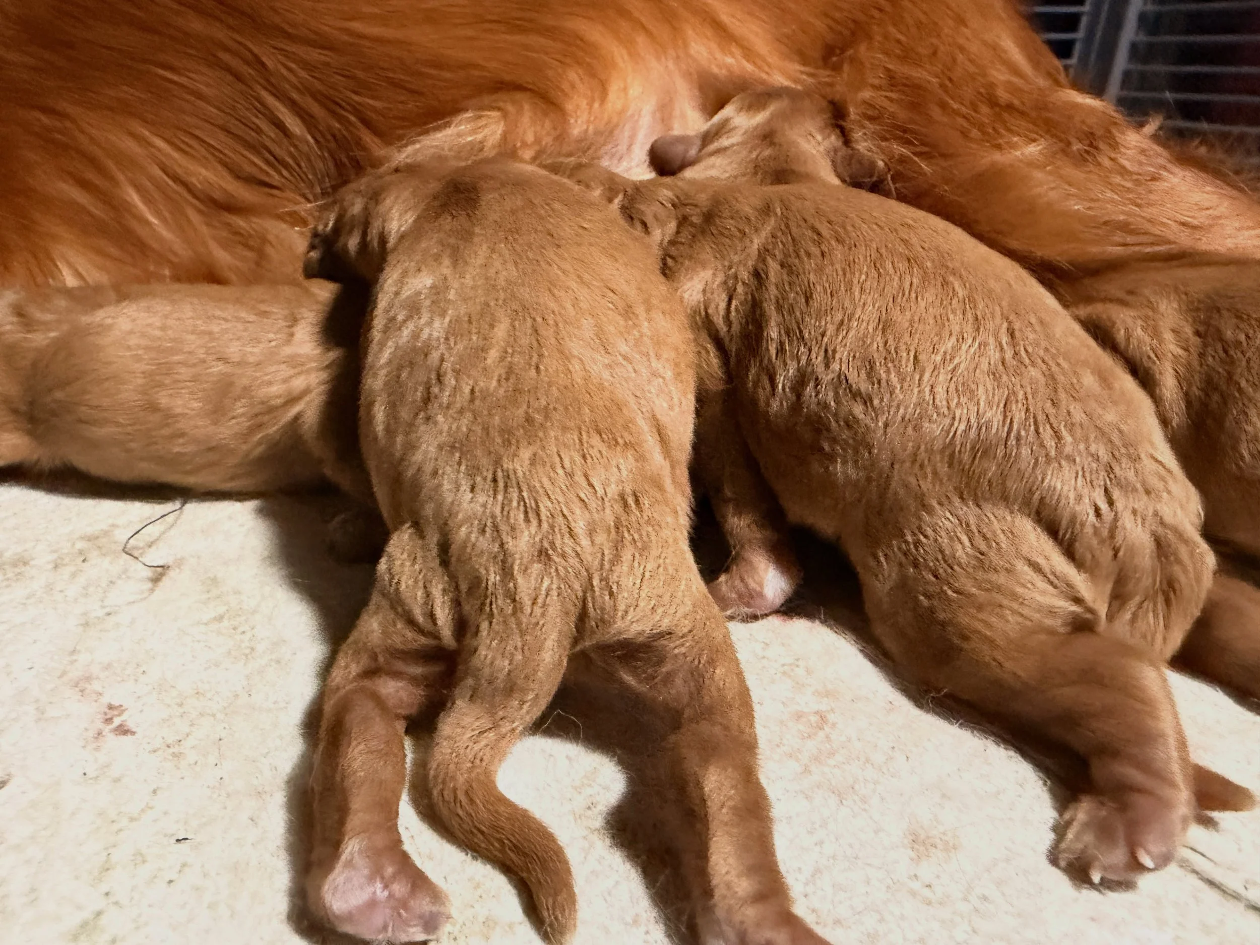 Matilda is giving birth! So far we have 4 girls and 1 boy, with at least one more to go. 💖 Matilda is pacing herself and doing a beautiful job. #cavapoos_of_instagram #cavapoo_daily #cavapoo #cavapoopuppy