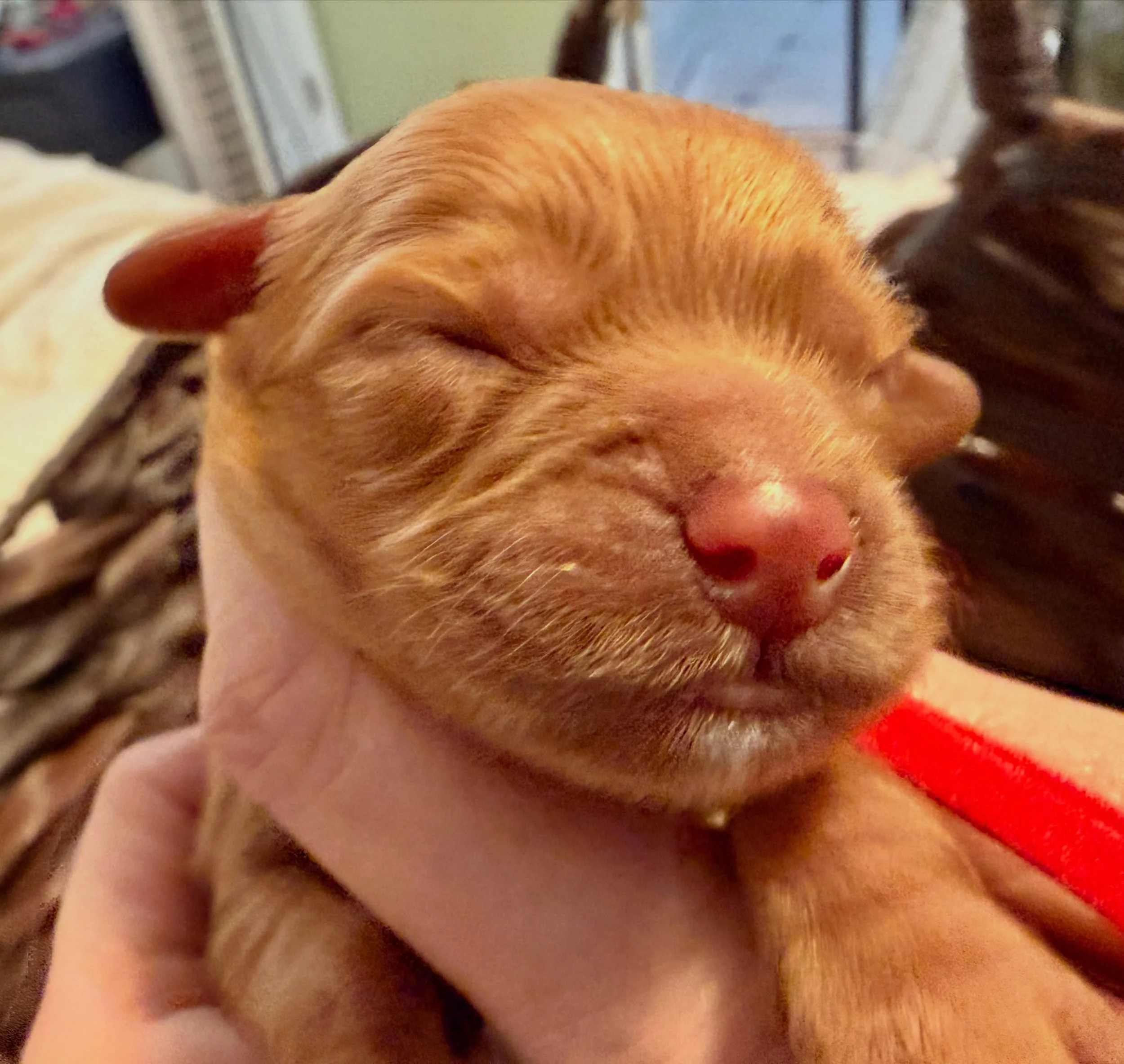 Cindy Lou, the only one of the bunch with a white bit on the chin, from what I can tell so far. 1 day old cavapoo. Christmas baby 🎄