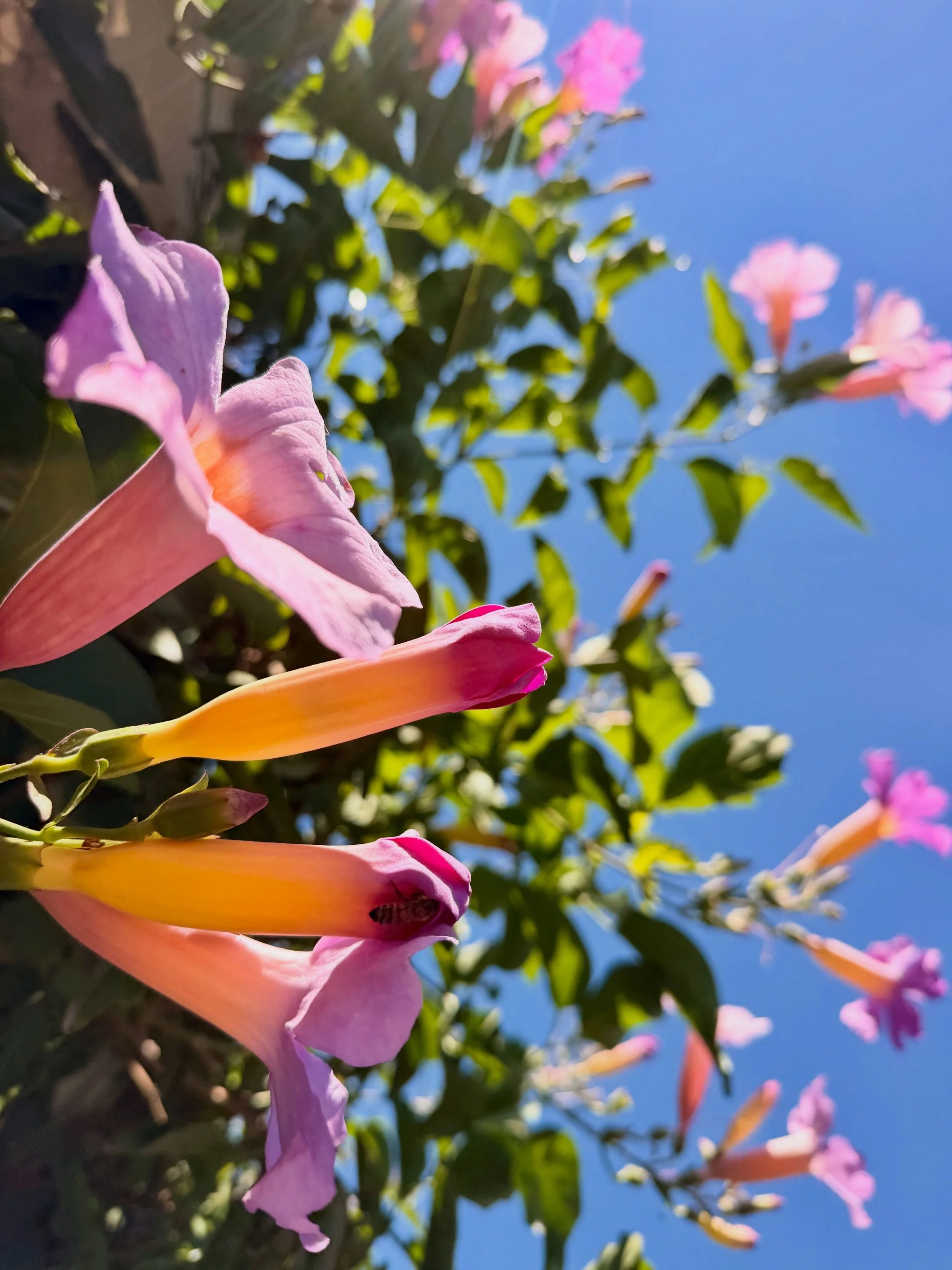 In the garden today