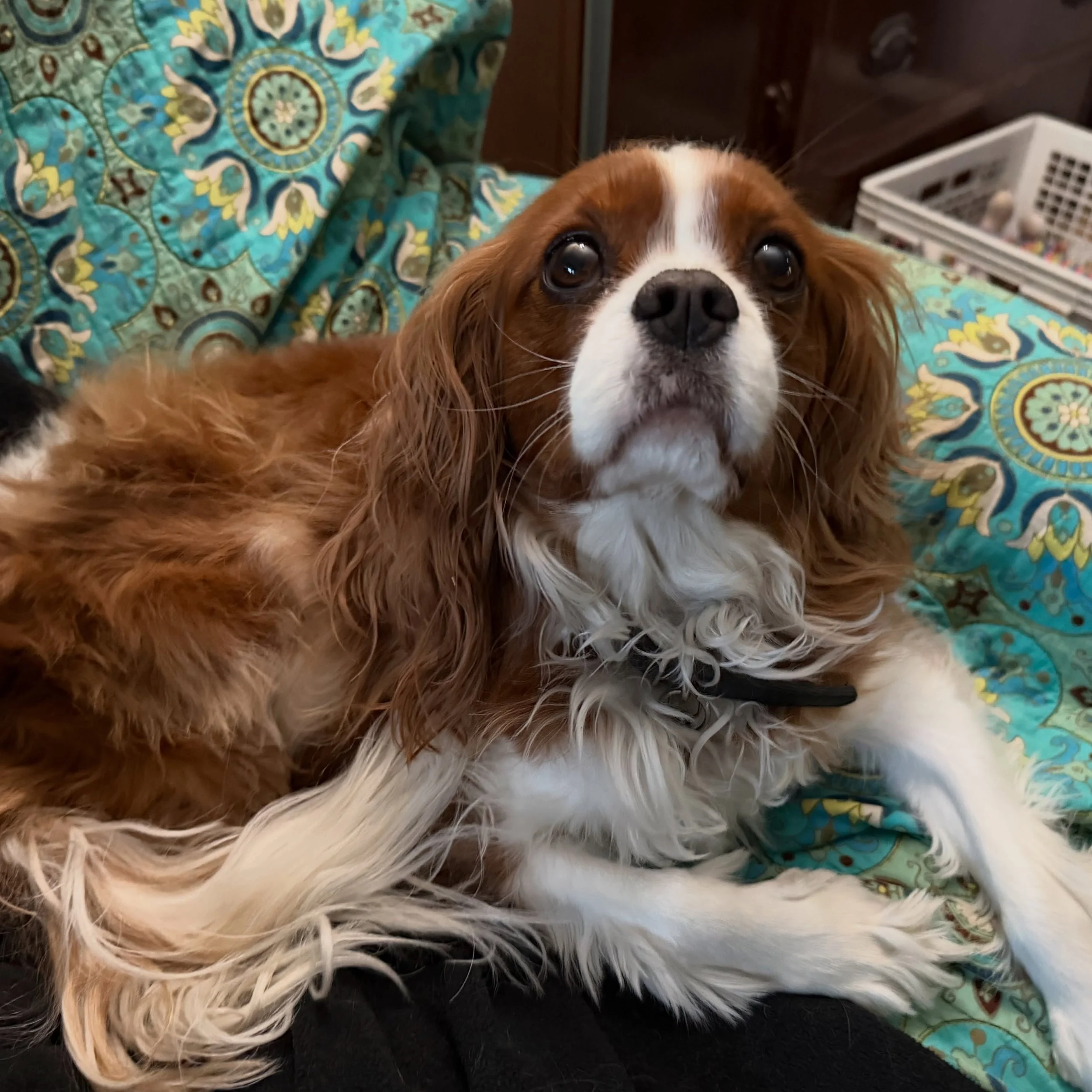 Dragon was able to foil the scary bedroom fly by escaping to mom&rsquo;s comfy living room chair. Smart boy!! Well done, Dragon. Thank you, Saraj, for sharing your beautiful CK boy.