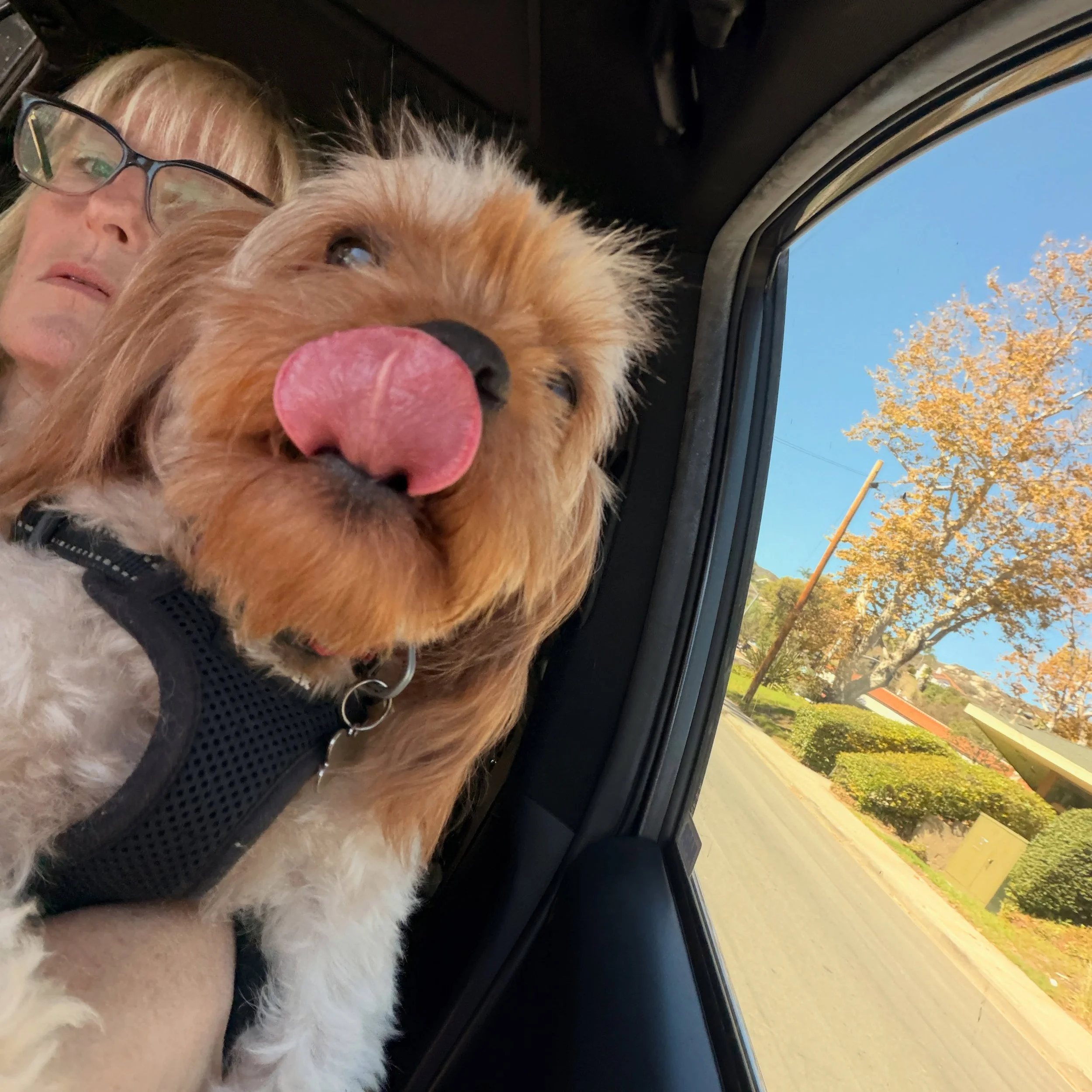 Previous Matilda baby with Mac Daddy. Biscuit is the spitting image of his daddy!! 💖 #cavapoopuppy #cavapoo #cavapoodle #cavapoolife🐶❤️🐶