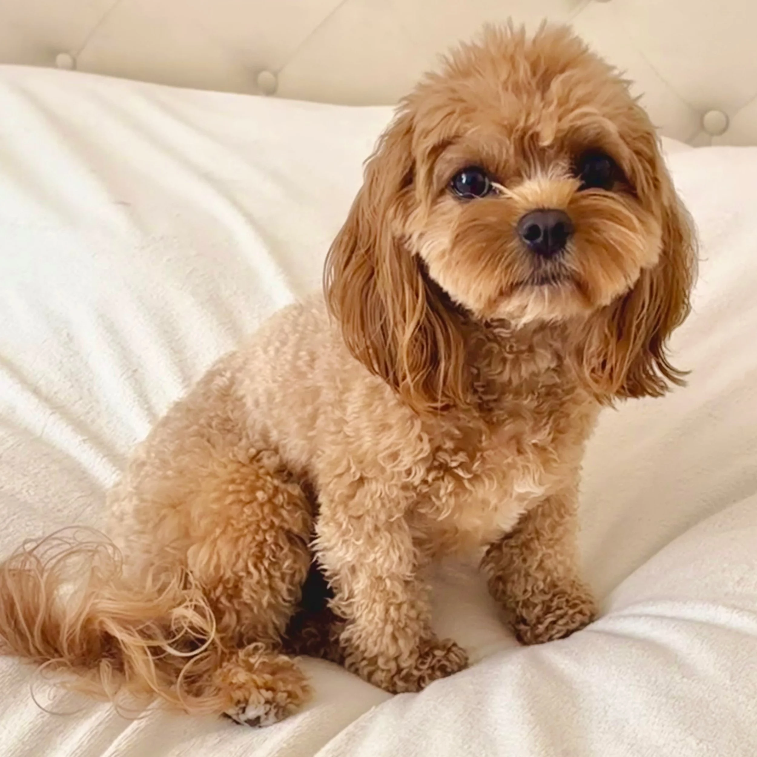 The first two photos are Mac Daddy&rsquo;s baby (formerly Serena, now Taro) from a cavamalt momma (Tallulah) and the last 3 photos are a Mac Daddy baby (formerly Jakarta I believe, now Biscuit) from Matilda a purebred ruby cavalier. Fascinating right