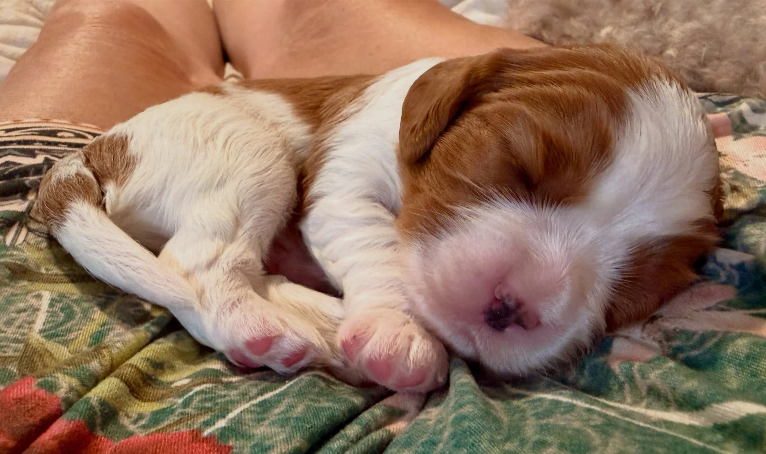Pekoe, his eyes are just beginning to open