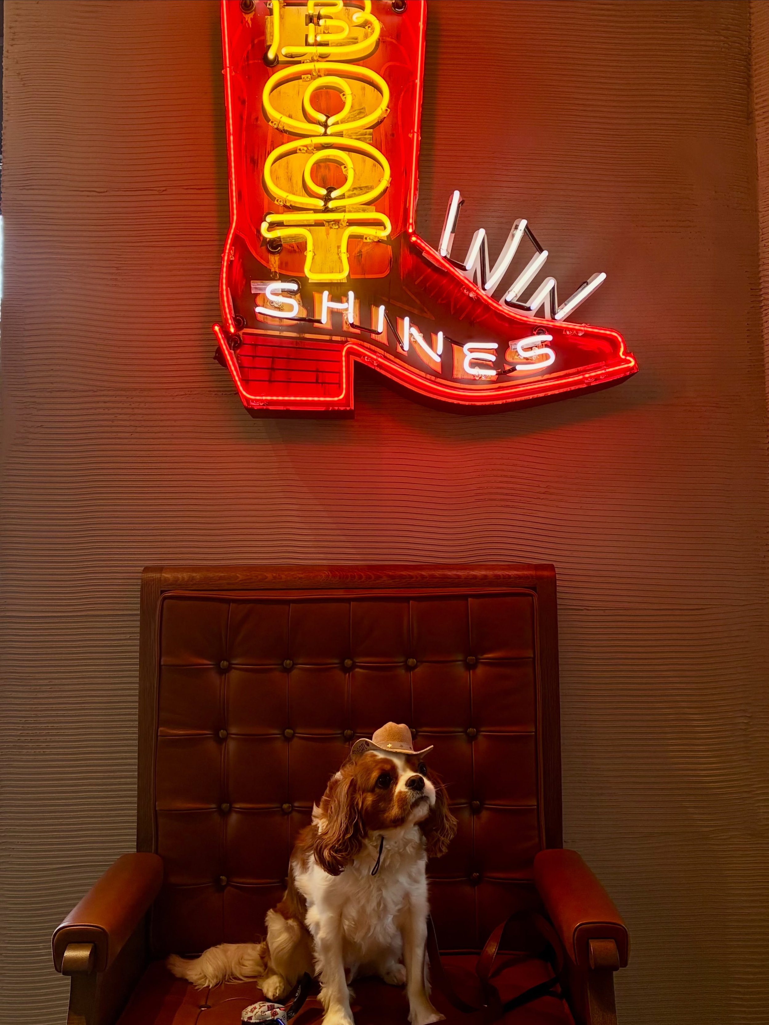 Bean is a famous model for the Tecomas Boot Company. 💖💖 I have it on good authority that he is now everybody in corporate&rsquo;s screen saver. 🤠