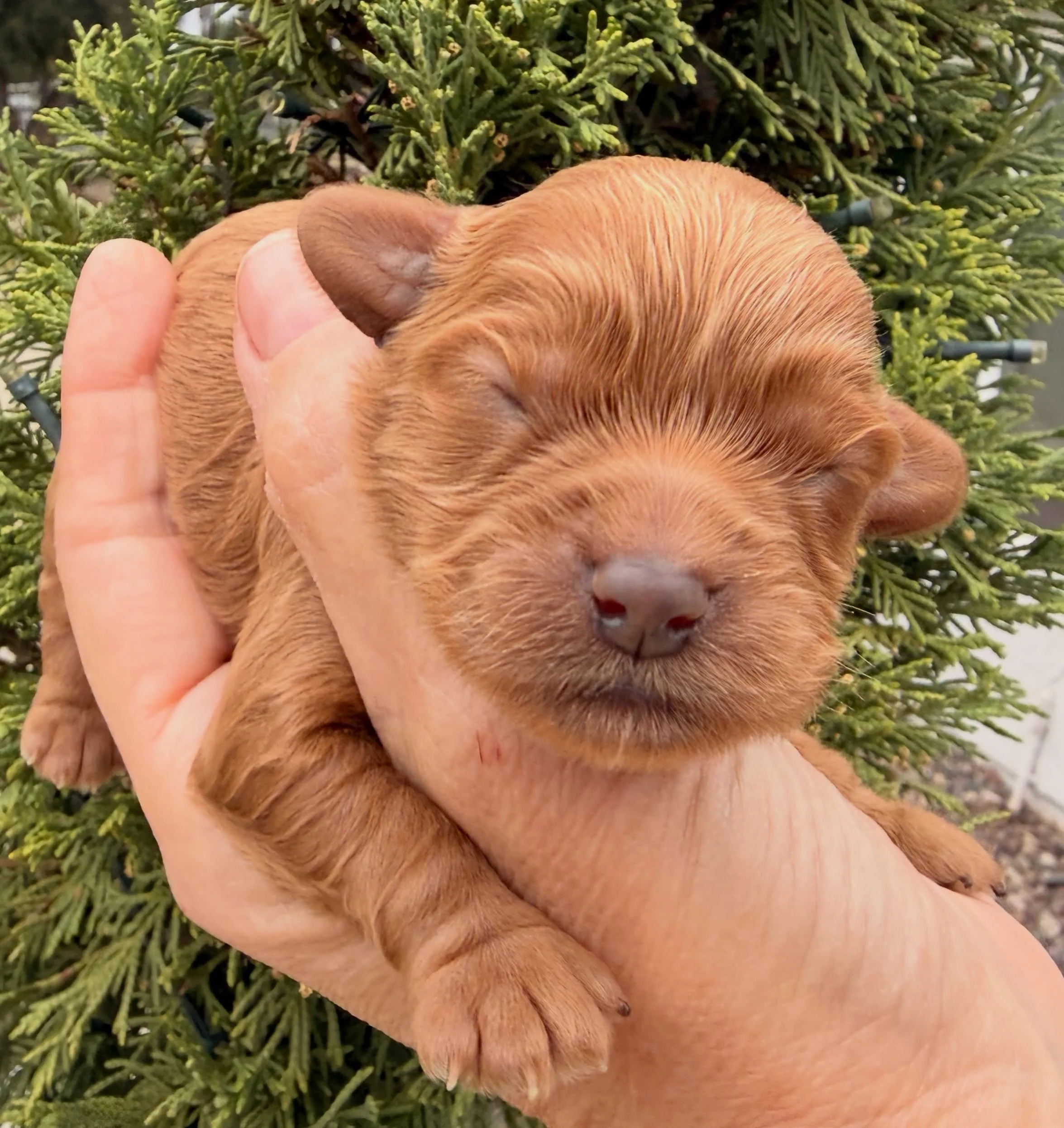 Susan, our Miracle on 34th St Girls of Christmas litter. Cavapoo, 4 days old. 🎄 🤶 #cavapoopuppygram #cavapoo #cavapoopuppy #cavapooworld