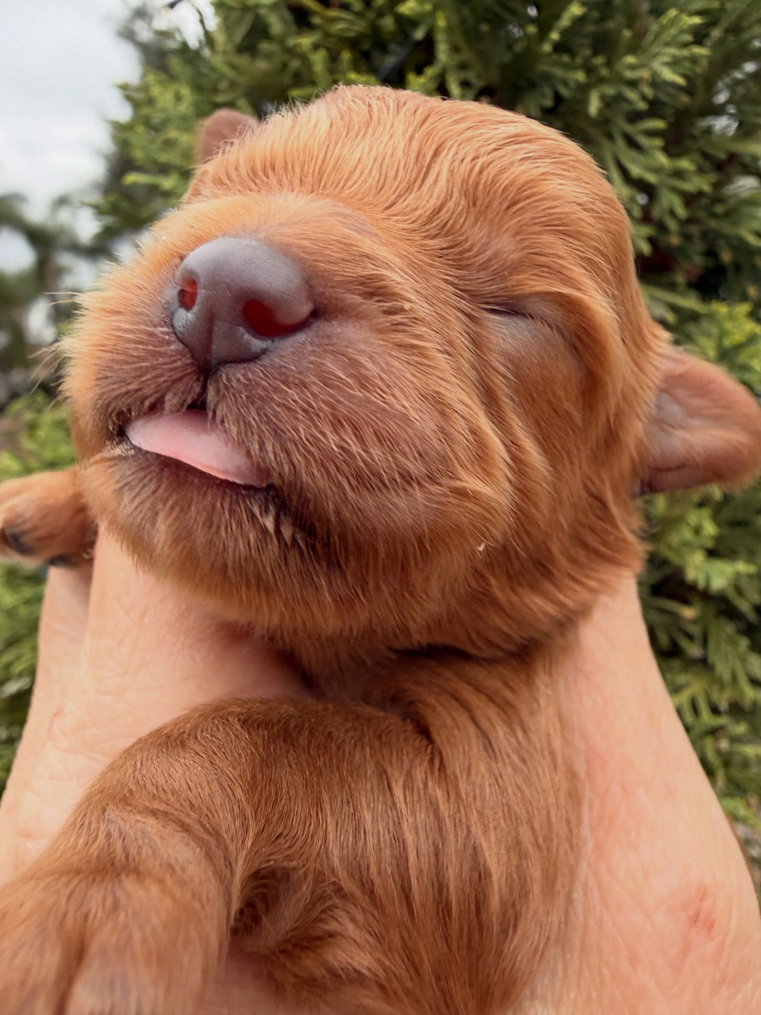 Clara, our Nutcracker Suite Girls of Christmas litter. Cavapoo, 4 days old. 💖 🎄 #christmaspuppylove #christmaspuppy🎄🐶 #cavapoo #cavapoopuppy