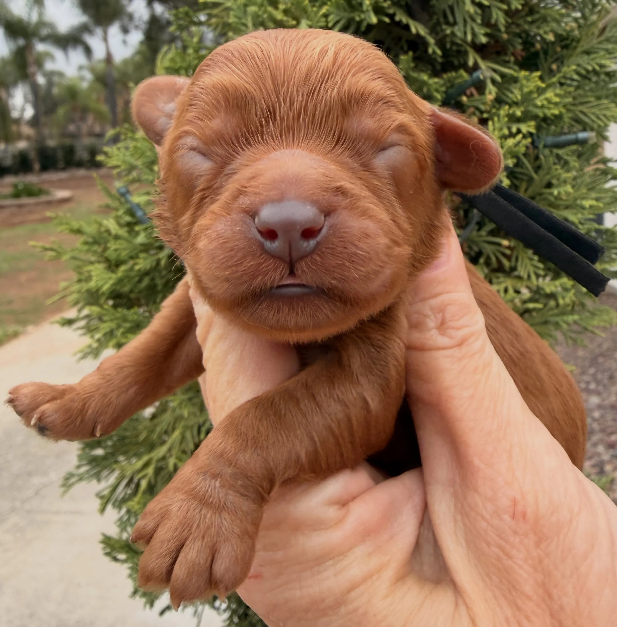 Sally, our Nightmare Before Christmas / Girls of Christmas litter. Cavapoo, 4 days old. 🎄 #cavapoolovers #cavapoos_of_instagram #cavapoopuppygram #cavapoo
