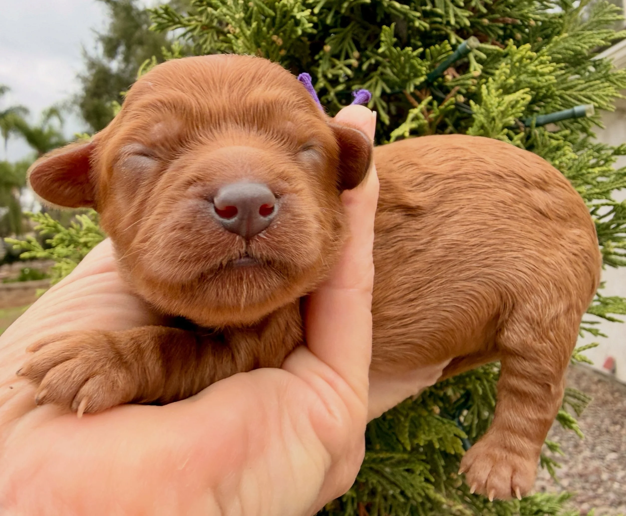 Jovie, from Elf/Girls of Christmas litter. Cavapoo girl, 4 days old. #cavapoopuppy #cavapoos_of_instagram #cavapoo_daily #cavapoo