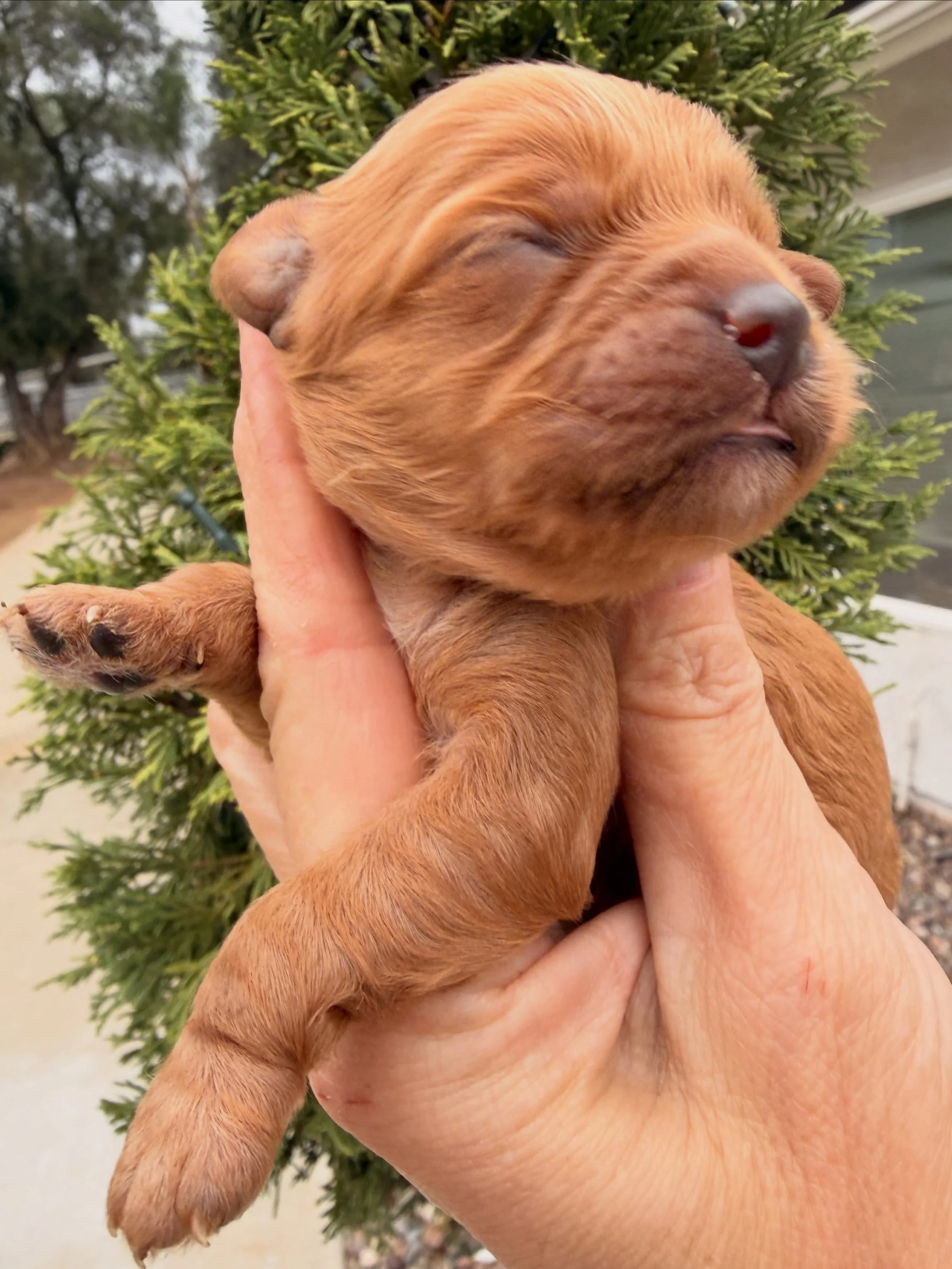 Cindy Lou from our Girls of Christmas Grinch character litter. Cavapoo, 4 days old. 🎄 #christmaspuppylove #christmaspuppies #christmaspups #cavapoopuppy