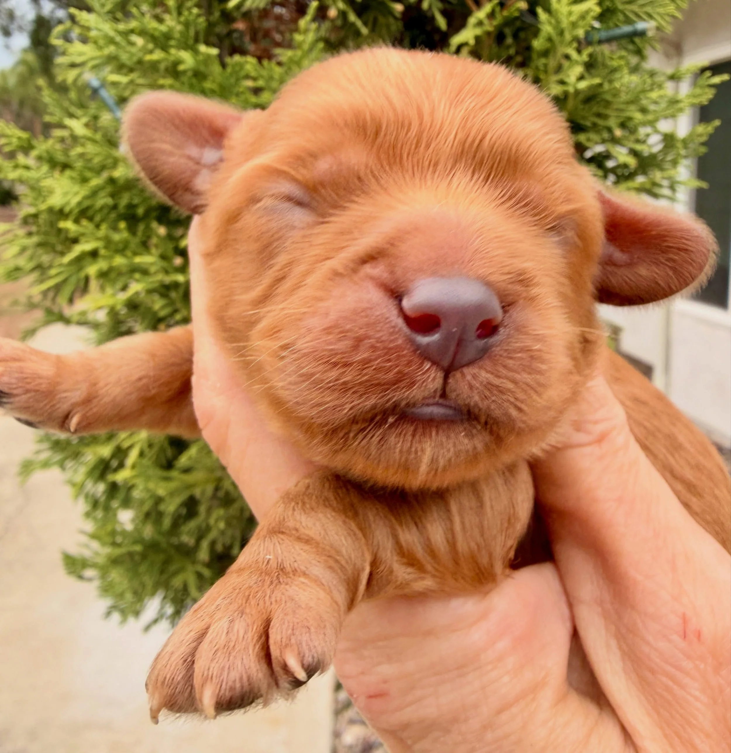 Buddy the Elf, a boy thrown in for good measure - Christmas litter. Cavapoo, 4 days old. 🎄 🎅 #cavapoo #cavapoopuppygram #christmaspuppy