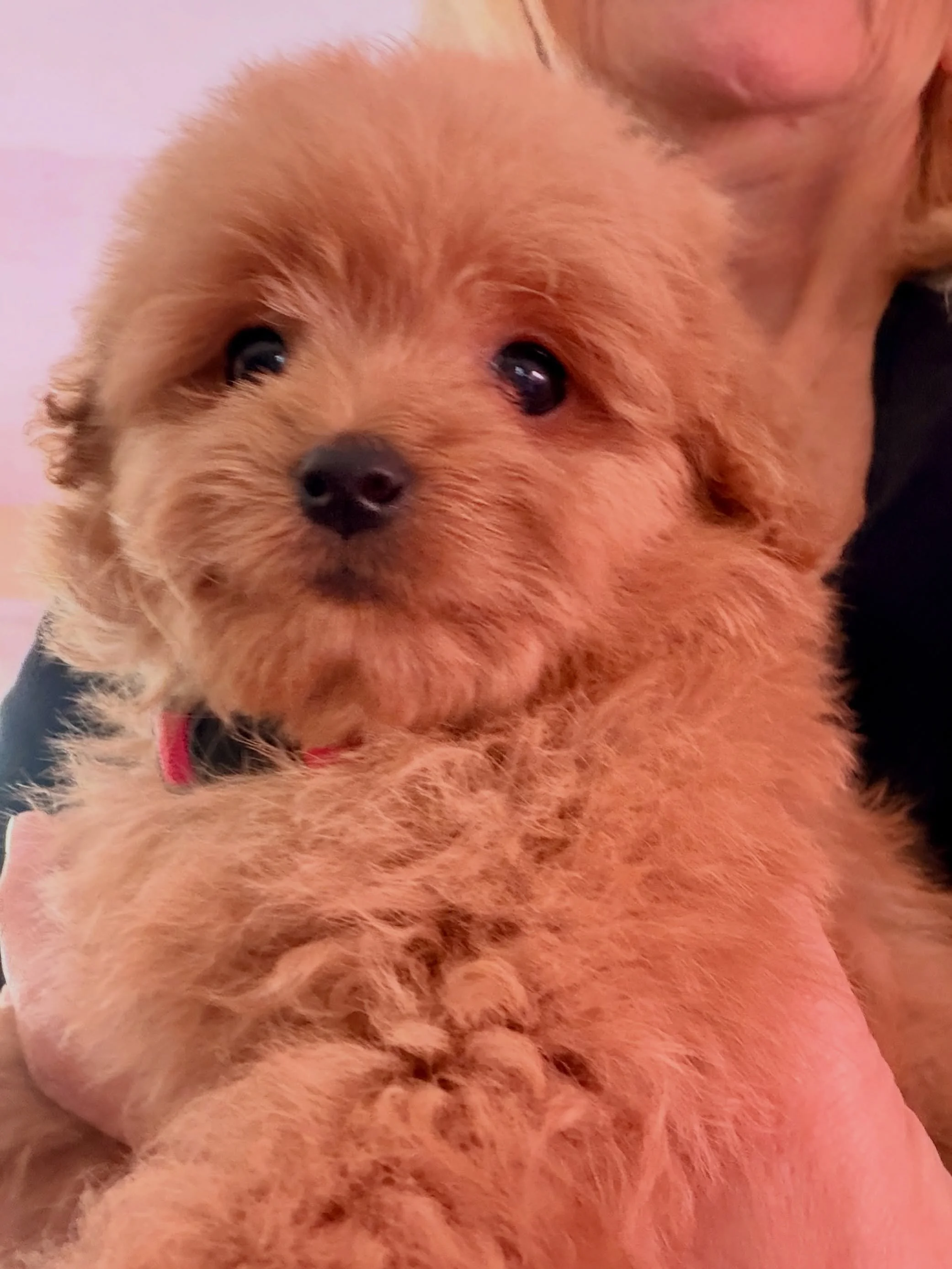Trinket, looking for love. Ready to follow her love anywhere November 5.