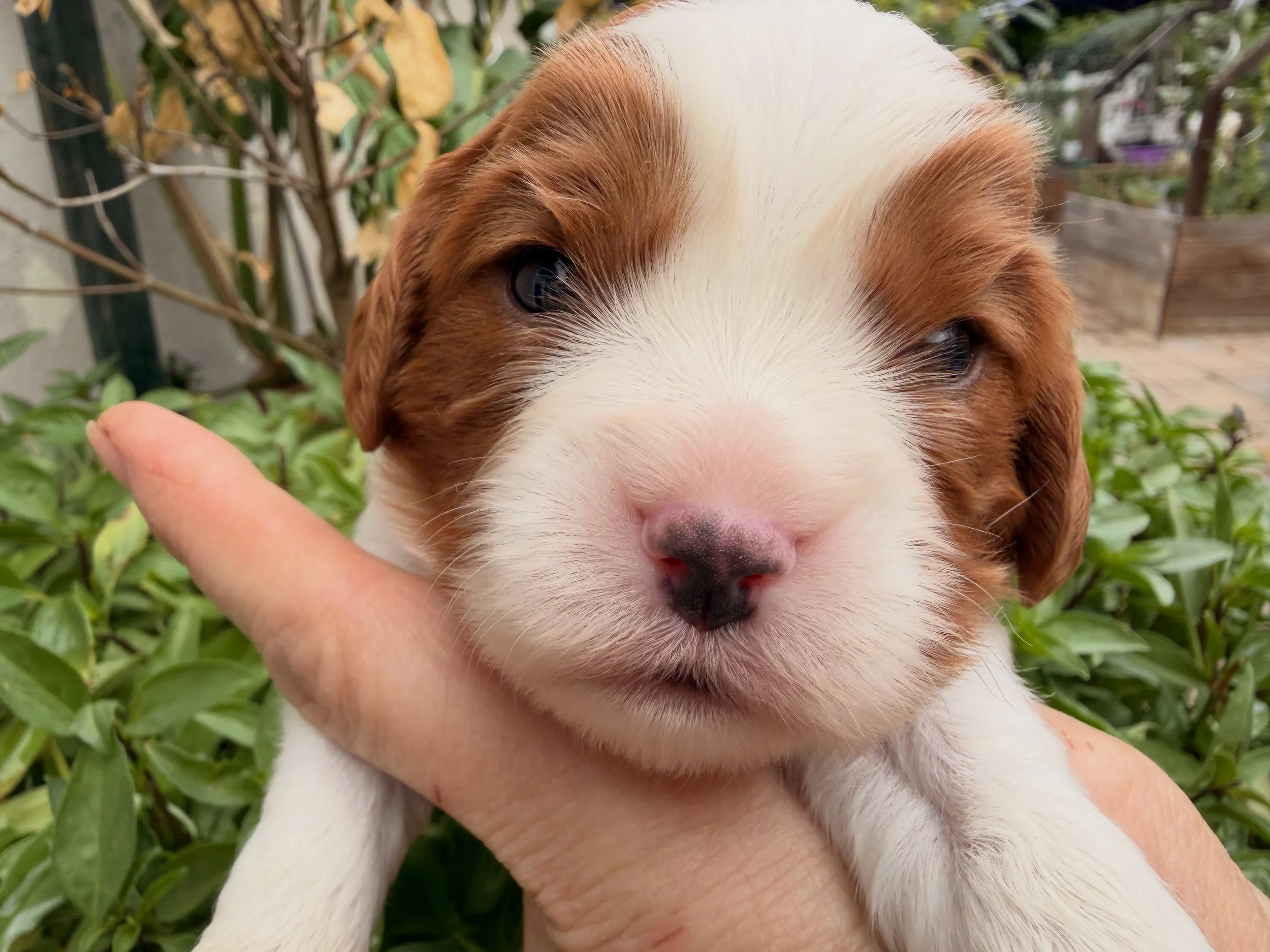 Pekoe, little chunk of a cavalier boy. 💙 #cavalierpuppy #cavalier #cavaliercommunity
