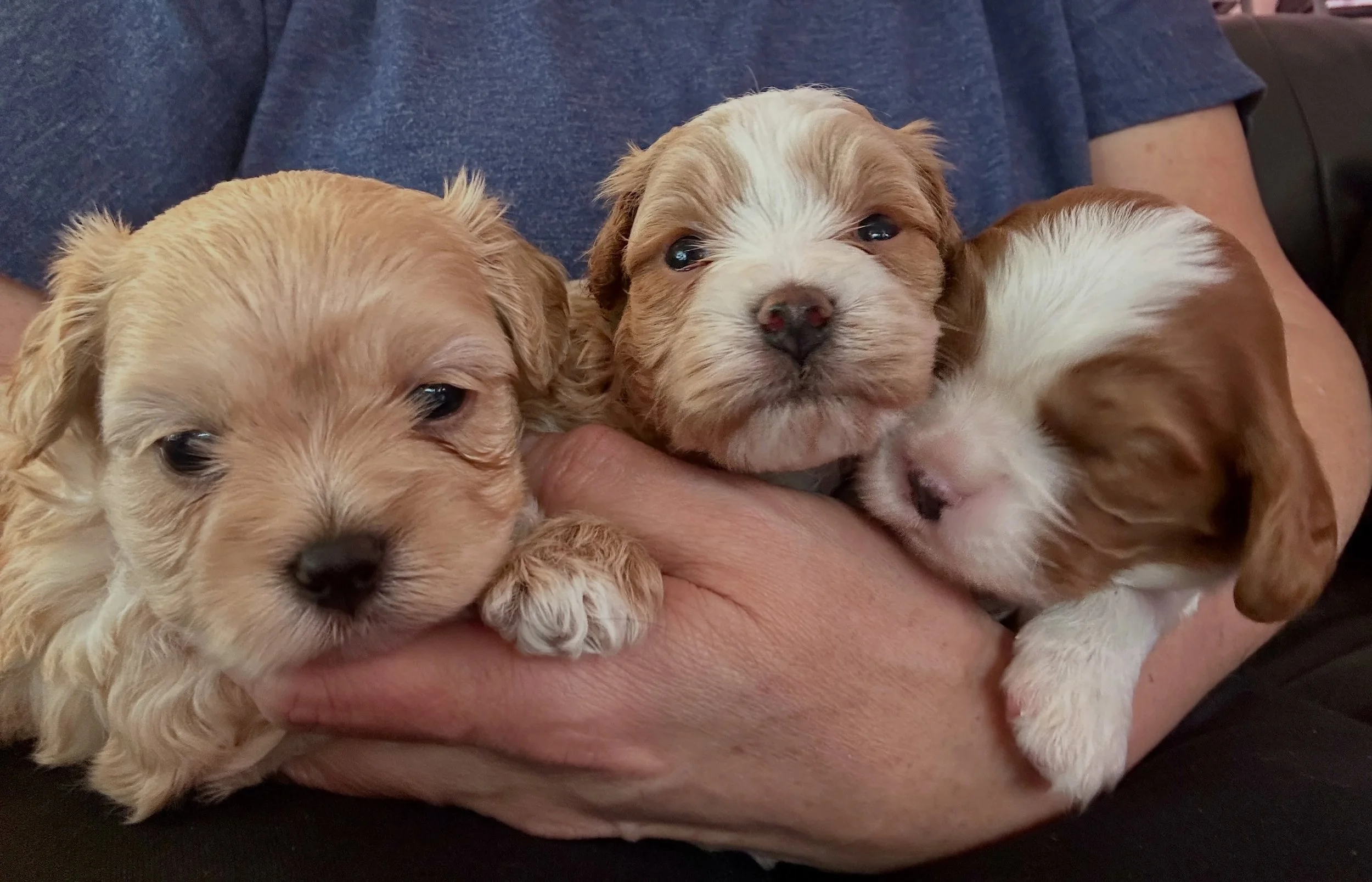 A menagerie of puppies. 💖💙💖