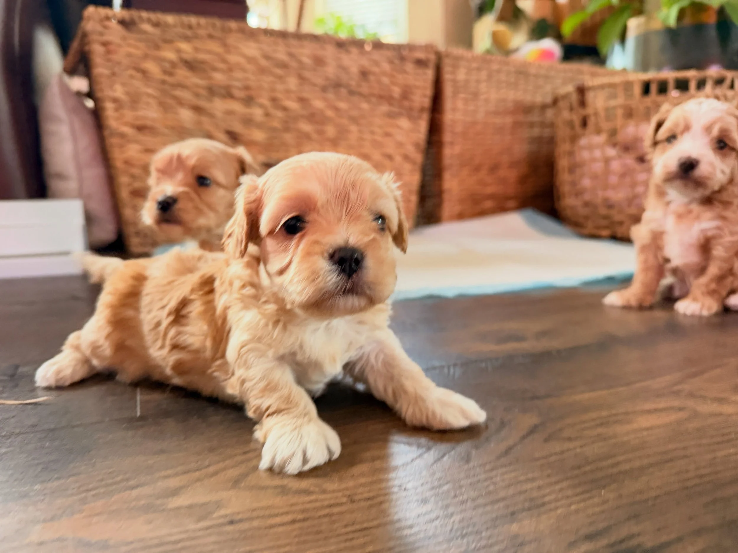 The cavamaltipoos. These are all spoken for but we expect a litter from this mommy&rsquo;s sister to be born earlyish December and a litter of cavamaltipoos from Jolly mid November. 🥰💖💖