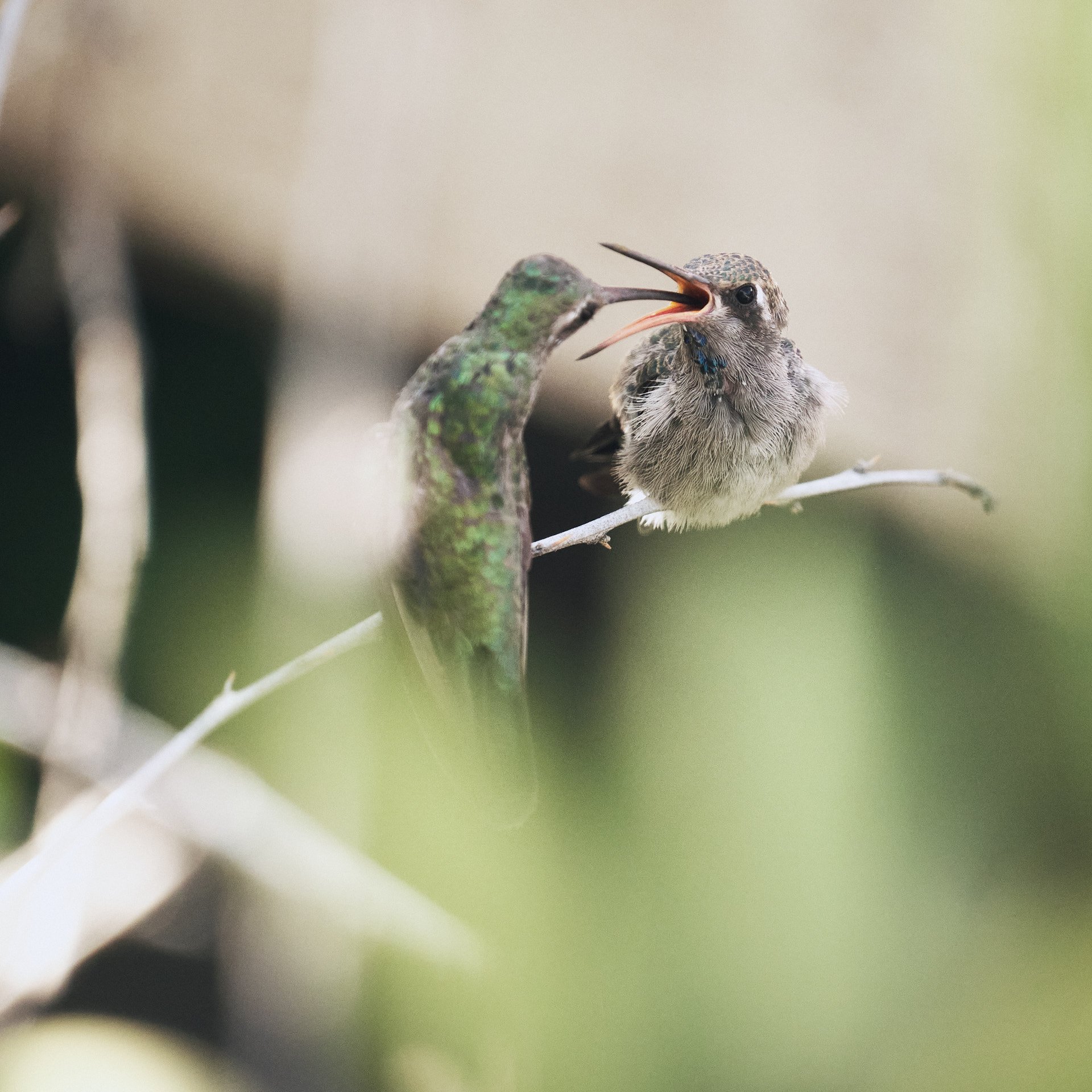 DSCF4609.jpg