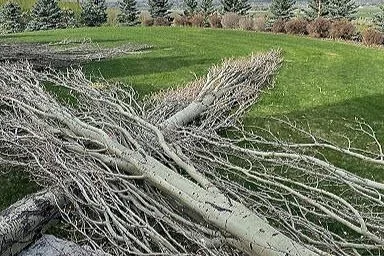 Tree Services