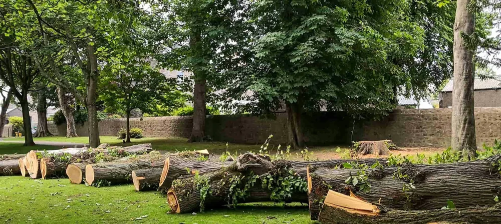 Tree Removal