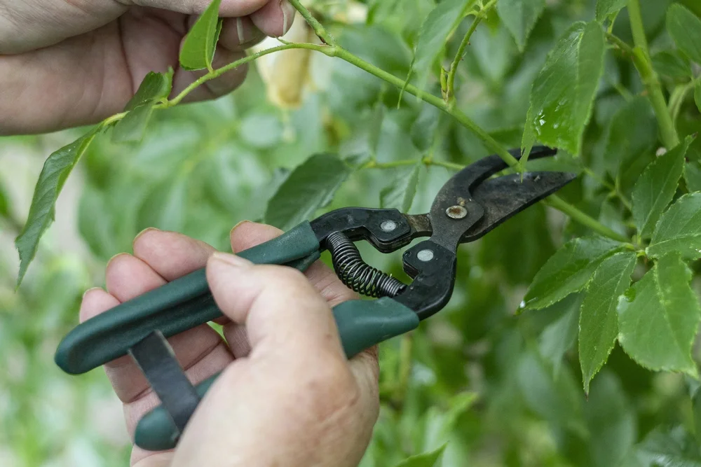 Tree Trimming