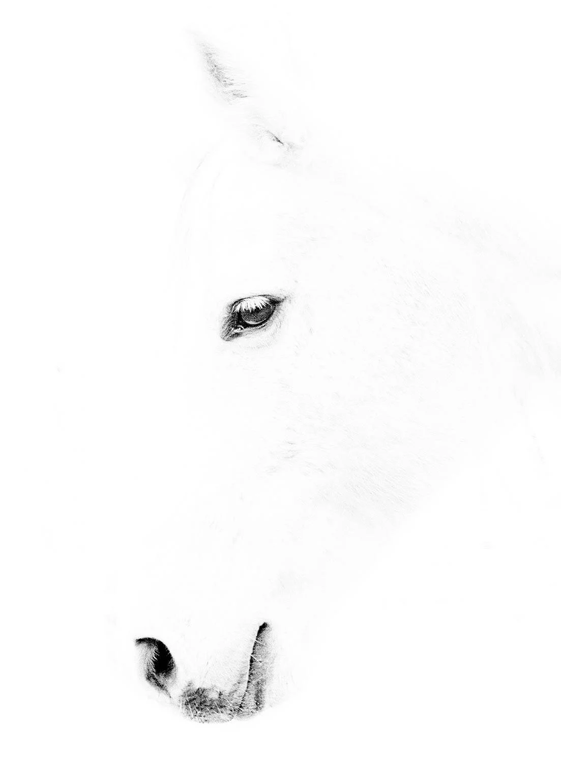 Close-up of a white dog's face in high contrast, focusing on one eye, nose, and part of the snout.