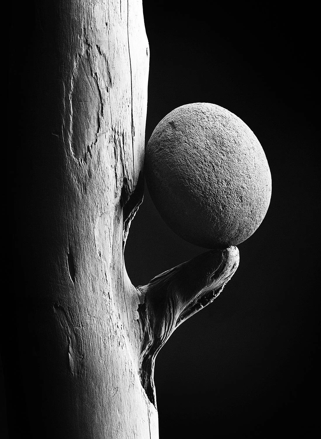 fine-art-still-life-monochorome-studio-photography-nyc.jpg