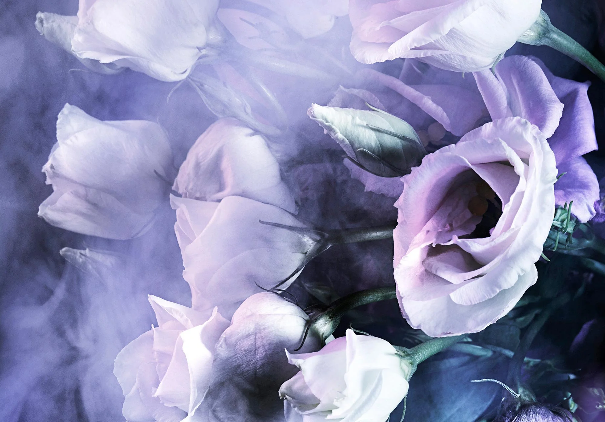 Close-up of light purple and white roses with a soft, misty background.