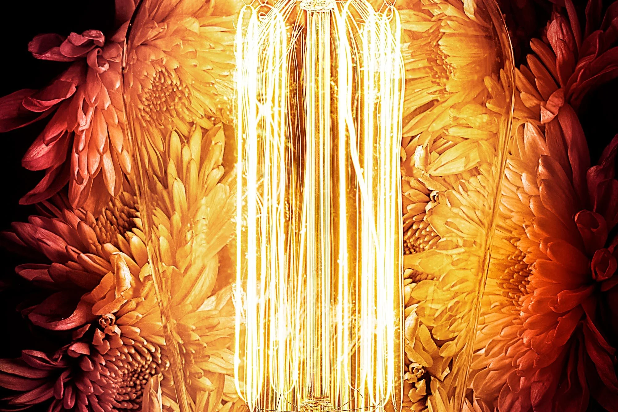 Close-up of a warm-colored glowing Edison-style filament light bulb surrounded by pink and orange flowers.