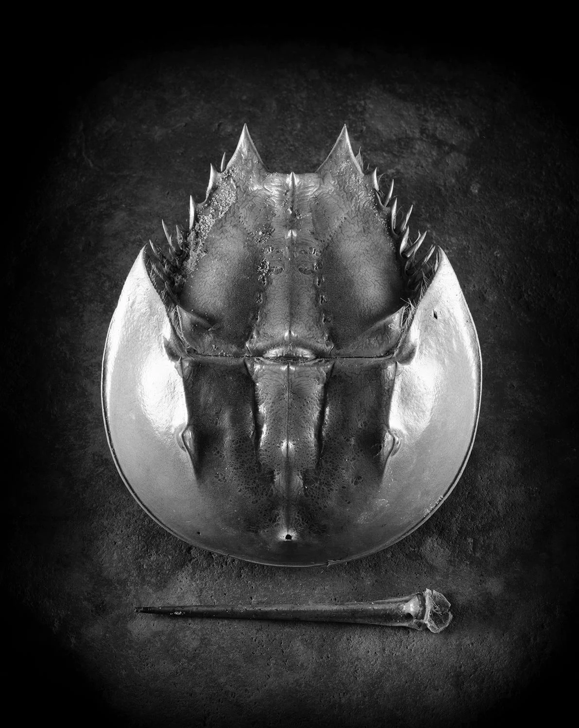 Black and white photograph of a horseshoe crab with a small bone or shell beneath it on a dark textured surface.
