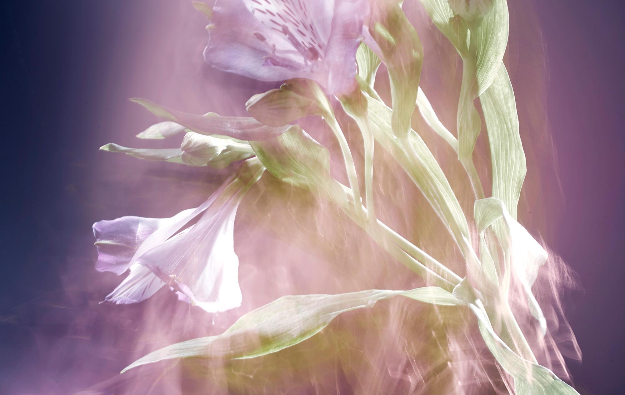 Ethereal, layered image of pale pink and white flowers with green stems and leaves, set against a deep purple background with soft lighting effects.
