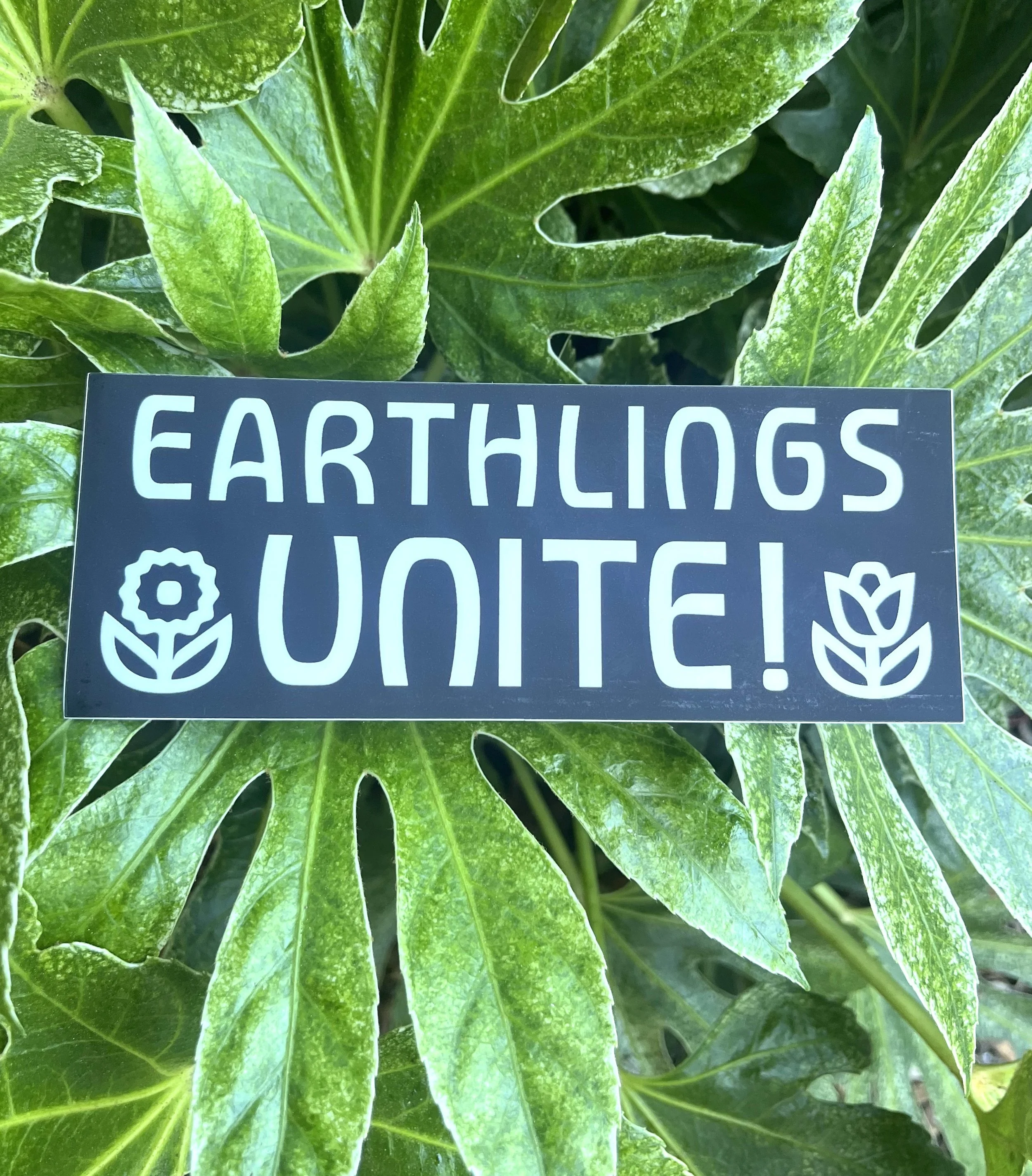 earthings.jpeg