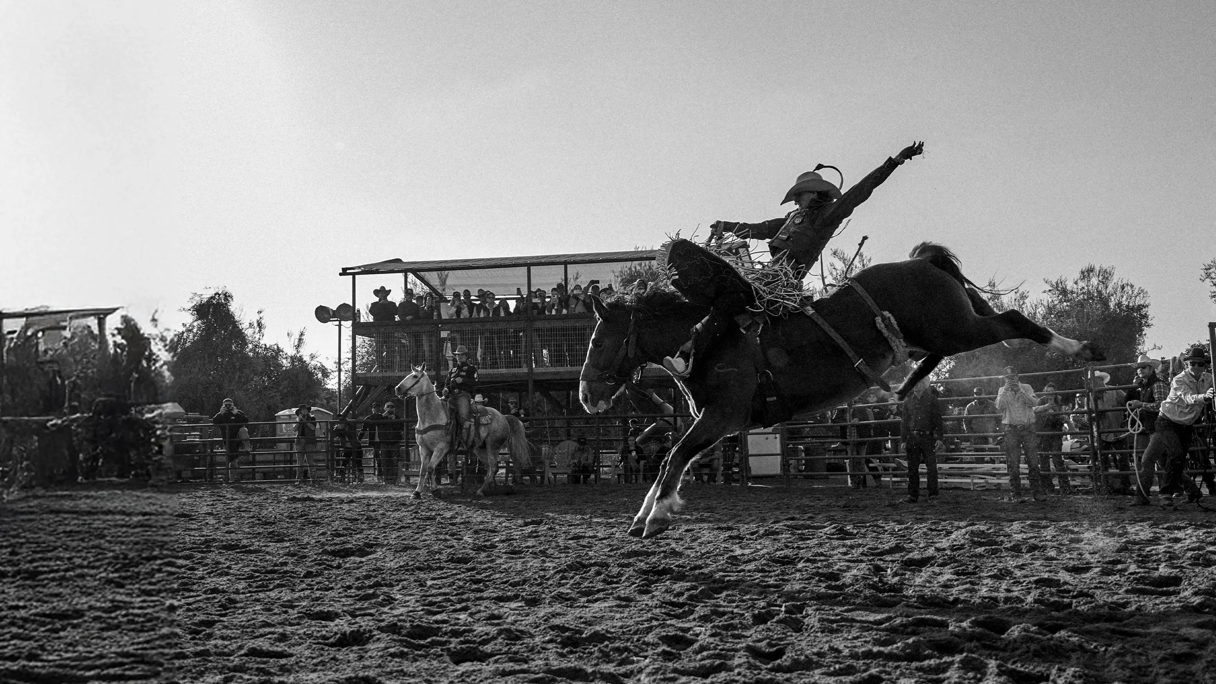 Professional Saddle Bronc Rider Lefty Holman For 805 Beer