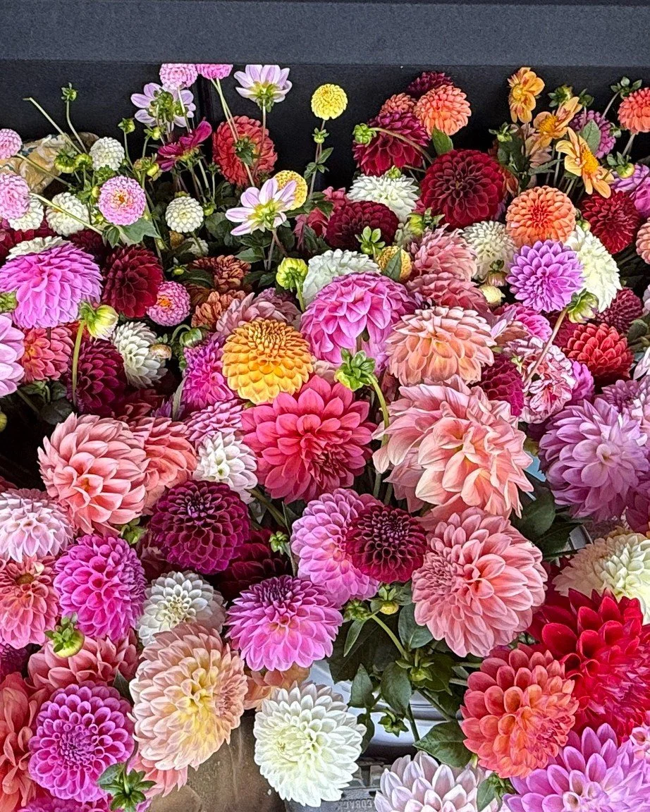 🩷🌸🩷 Buckets full of beautiful blooms for Blush! 🩷🌸🩷

Belinda and Reg from @mistyridgeflowers contacted us to once again donate hundreds of their incredible dahlias for us to brighten the day of those using the services of Blush over the next fe