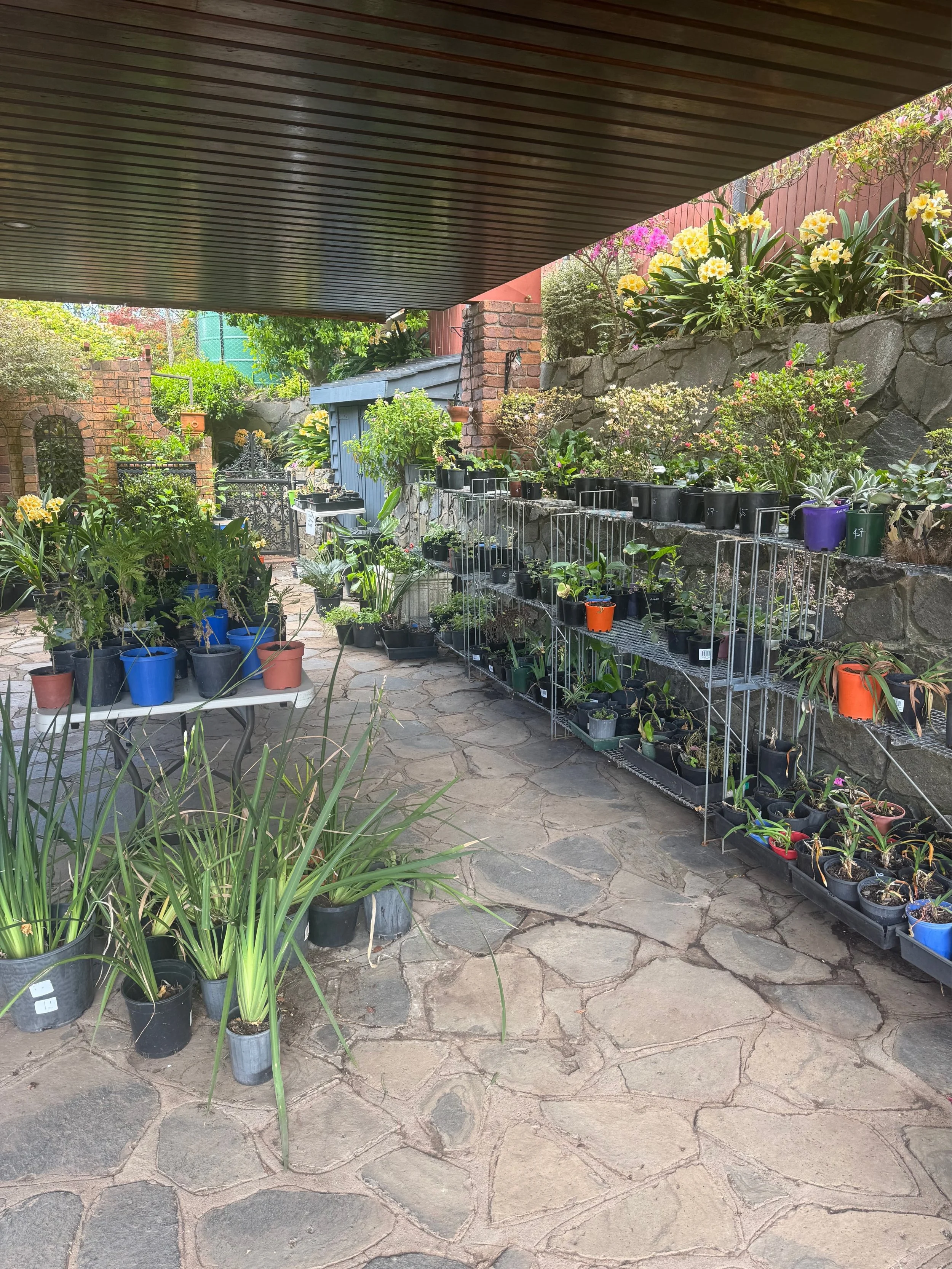 ** Plant Sale ***
Sadly, our Open Garden comes to an end today.
Lucky for you, that&rsquo;s means we have plants to sell at reduced prices!
Sue has generously potted close to 400 pots, all from her beautiful garden, so that visitors can take a little
