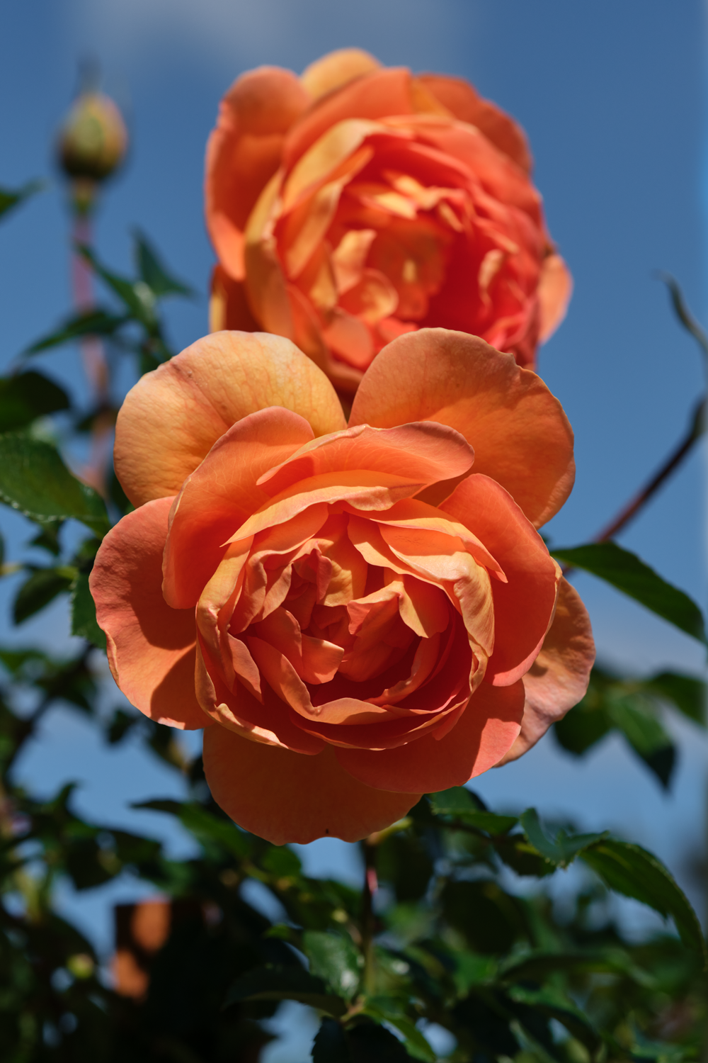 Celebrate a radiant life with our David Austin Lady of Shalott Rose Cremation Urn. A bespoke photo urn & personalised cremation urn keepsake. Shop now