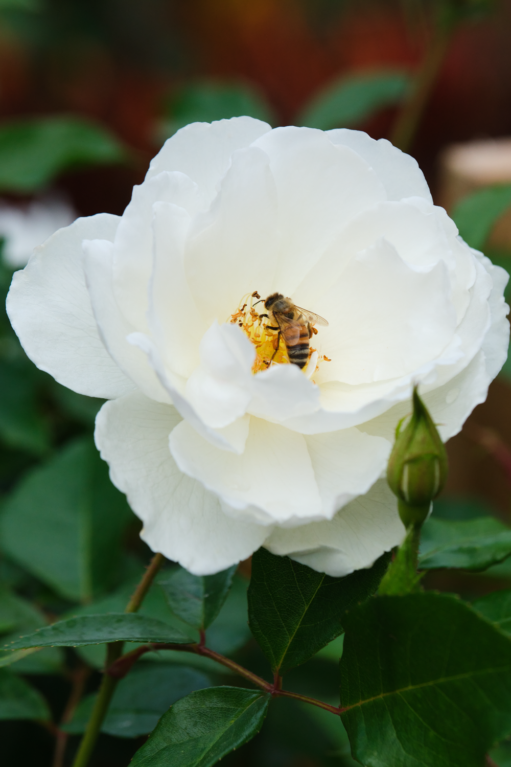 White-Rose-Photo-Cremation-Urn-Floribunda-Iceberg-Rose-Keepsake