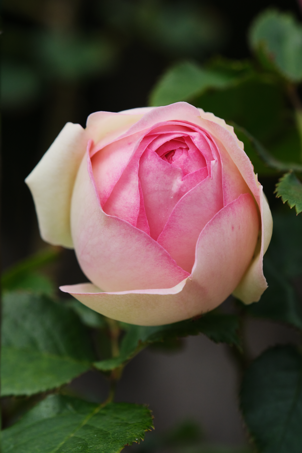 Honor a cherished life with our Pierre de Ronsard Rose Cremation Urn. A bespoke photo urn and personalised cremation urn keepsake. Shop online today.