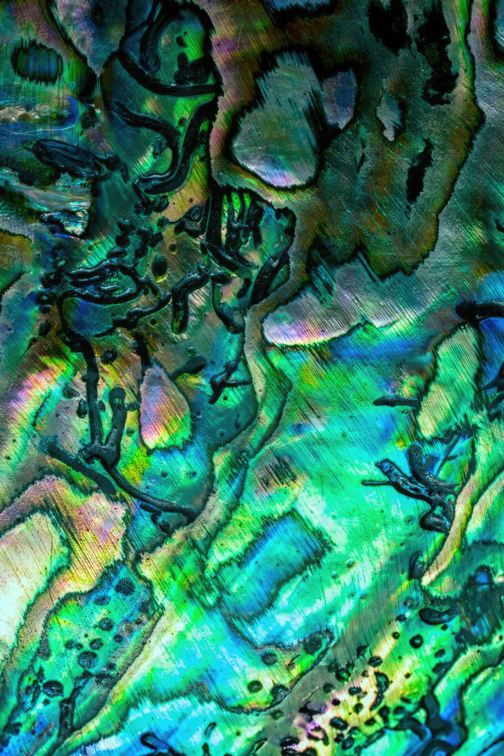 Bespoke Māori Pāua shell cremation urn from New Zealand. Personalise this stunning ashes urn with a photo. A unique, iridescent keepsake for your loved one.