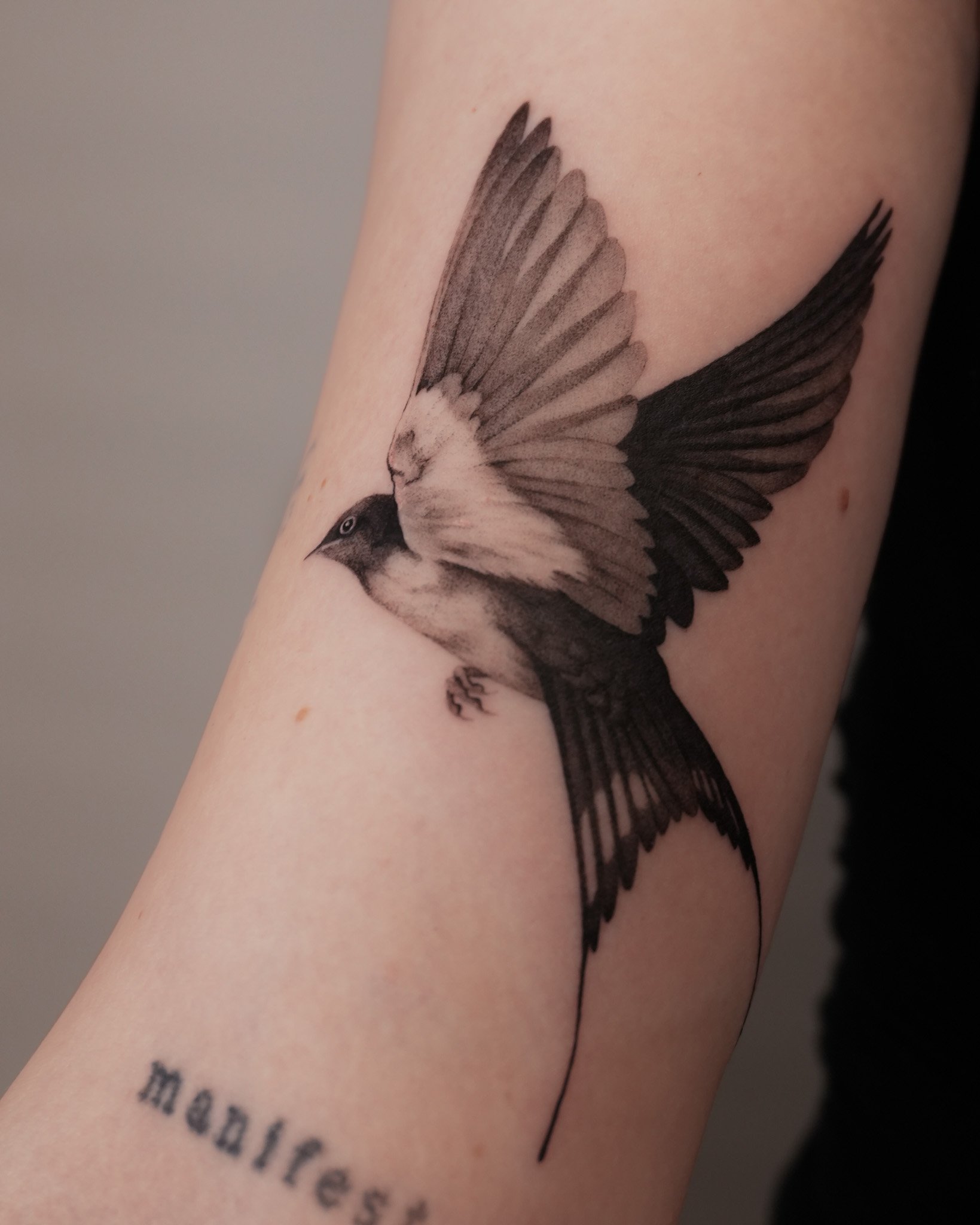 Swallow01.JPG