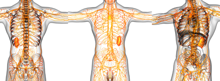 Manual Lymphatic Drainage Certification | MLD Training in Massachusetts ...
