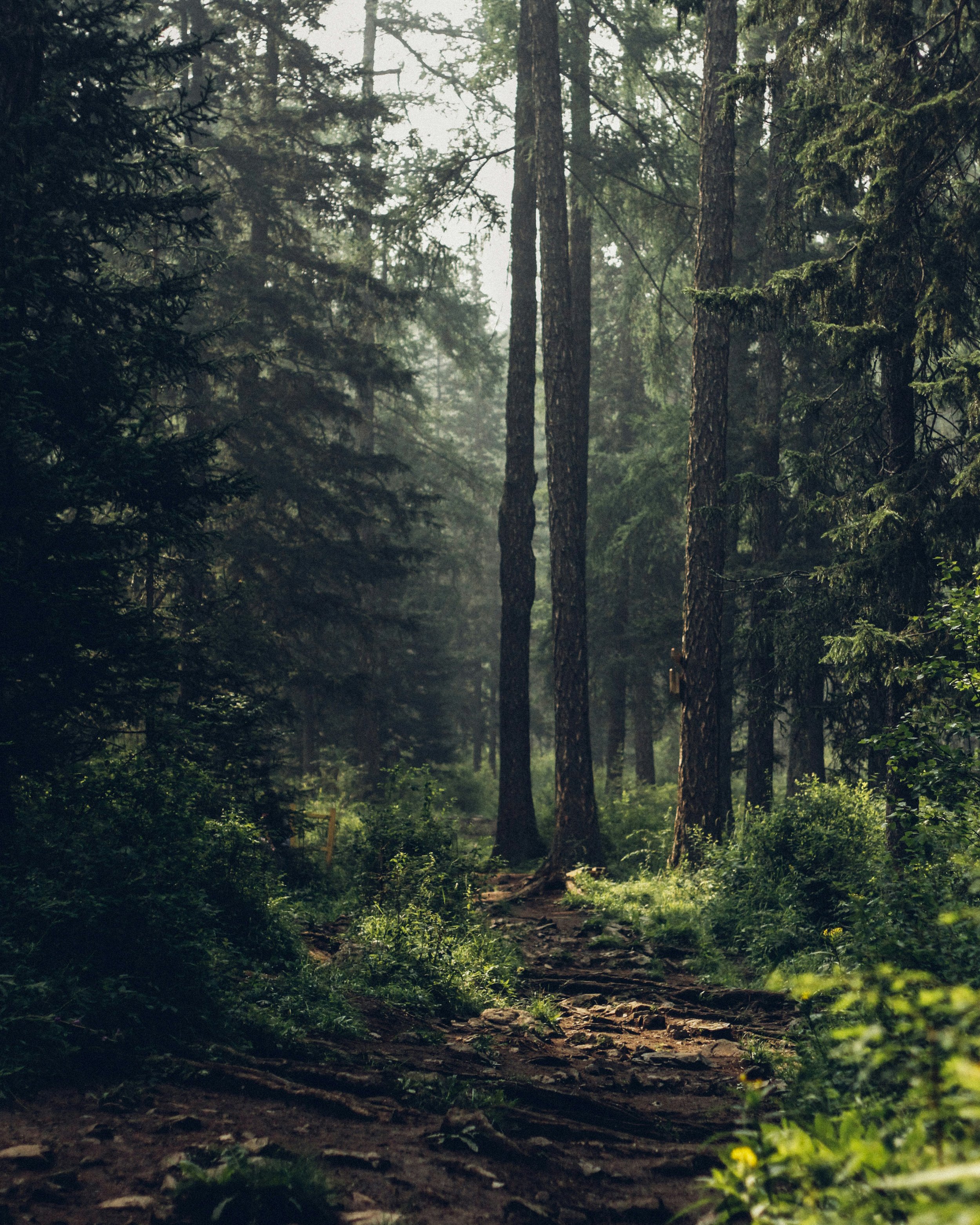 Crisp Forest - 1.jpg