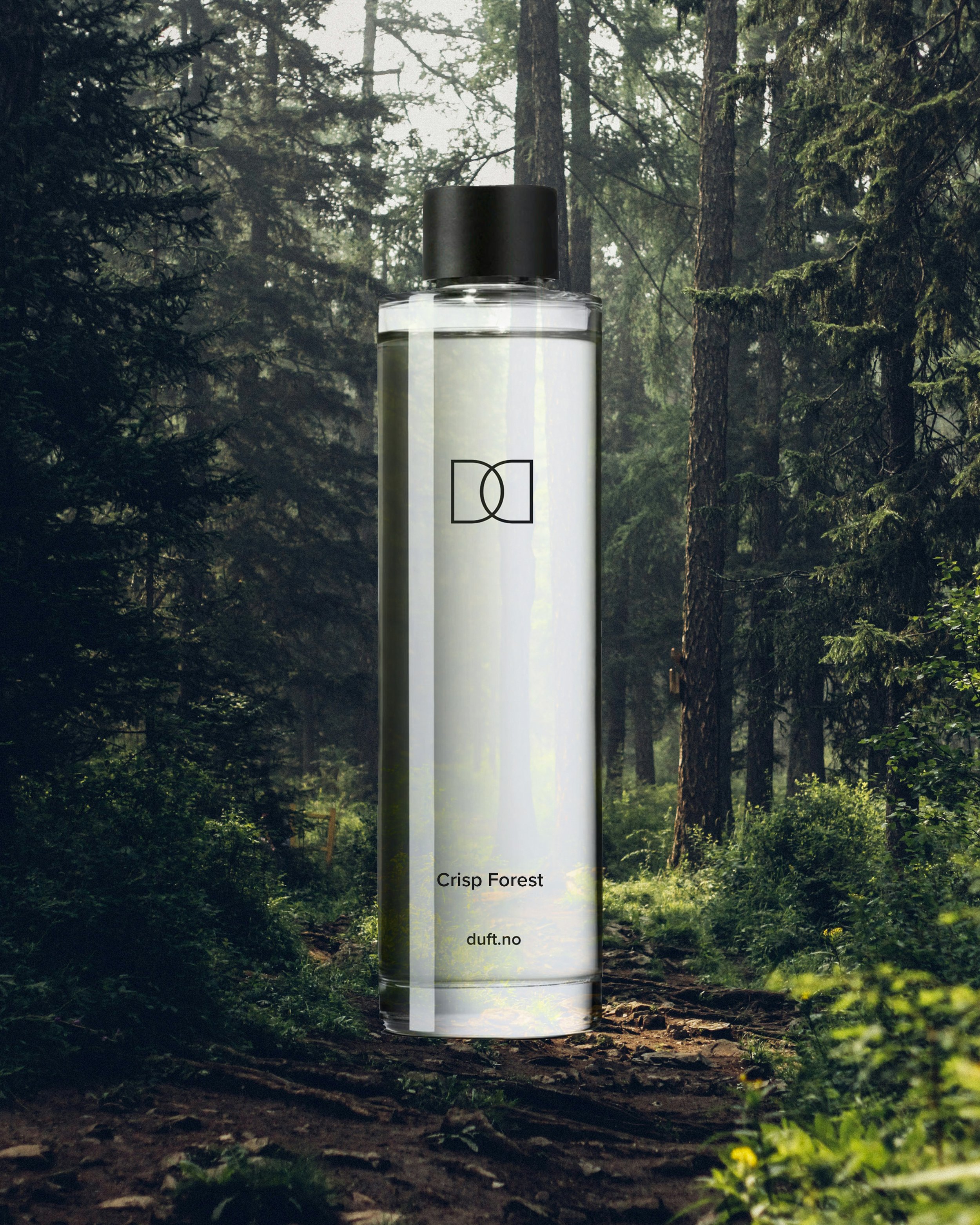 Crisp Forest - 2.jpg