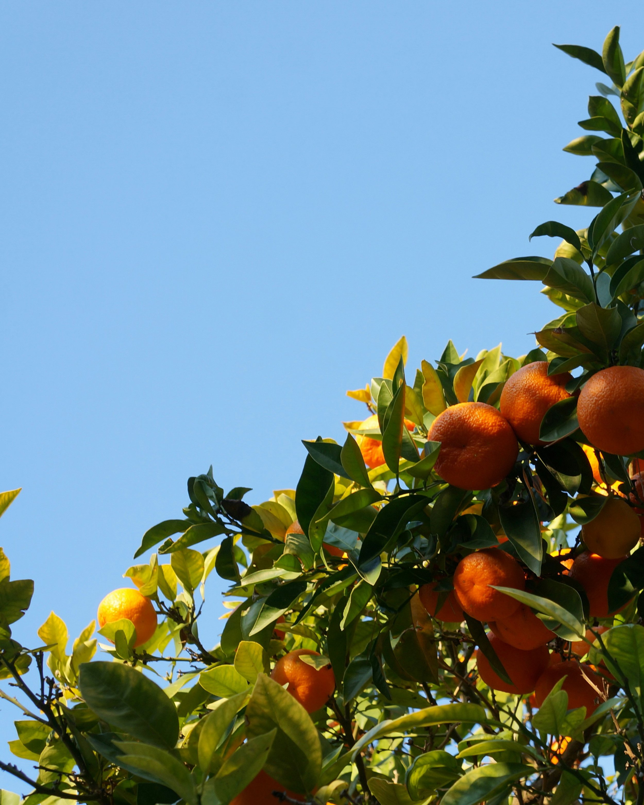 Flamboyant Bergamot - 1.jpg
