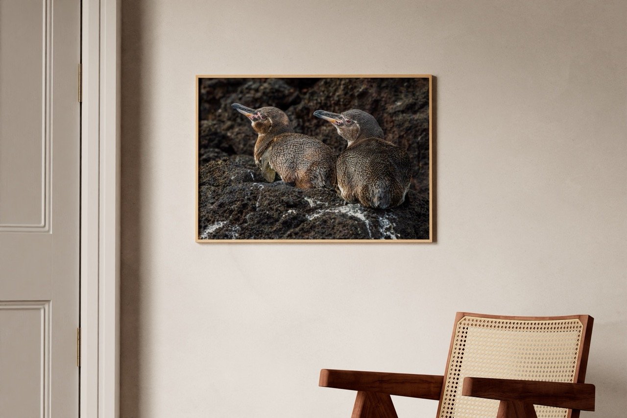 galapagospingviininpoikaset ovat pingviinien pienimpiä ja samalla maailman pohjoisin pingviinilaji.