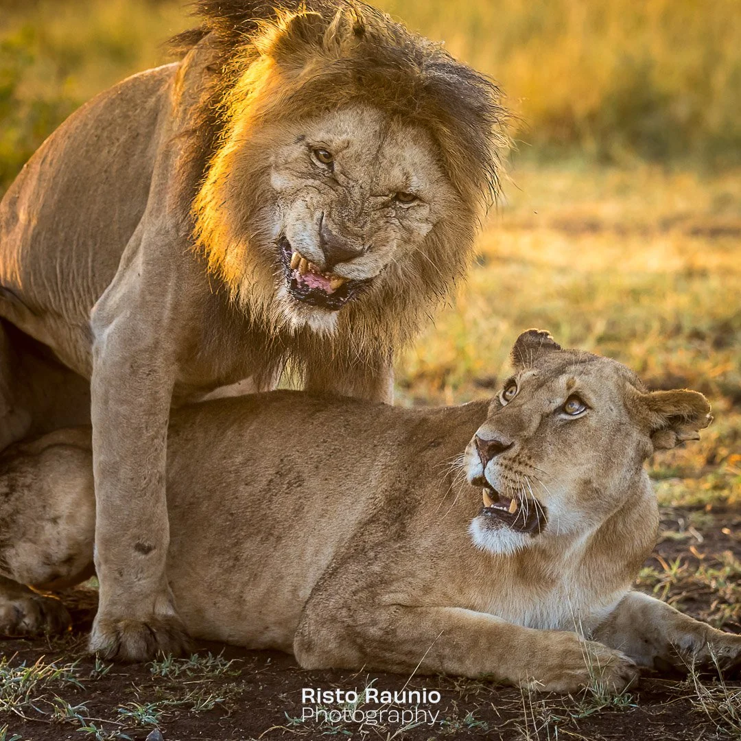 The World Lion Day in Tanzania, Serengeti National Park.
#worldlionday #africa #tanzania #serengeti #lion #lionking #male #female #savannah #travelphotography #naturephotography #naturelovers #visittanzania #serengetinationalpark #wanderlust #featur