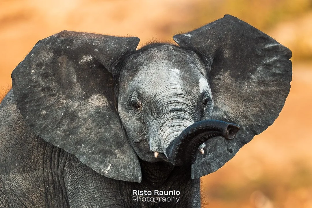 World Elephant Day today!
World Elephant Day is an annual event held on the 12th of August. The day aims to bring more public awareness to the plight of both Asian and African elephants. This young elephant after playing in dust in Botswana.
#botsw