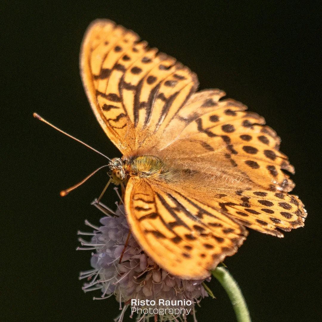 Silver-washed fritillary (Argynnis paphia). Which is your favourite, 1, 2 or 3?
#silverwashedfritillary #finland #naantali #nådendal #luonnonmaa #homeyard #backyard #backyardgarden #garden #gardentree #butterfly #butterflyphotography #natureis