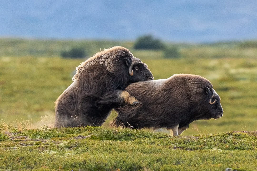 Norway, Dovrefjell. Mating time of Muskox.
#norway #dovrefjell #muskox #moskus #myskihärkä #wildlife #nature #naturelovers #featured_wildlife #marvelshots #exclusive_wildlife #AnimalElite #animalsultans #nationalgeographic #nature_of_our_w
